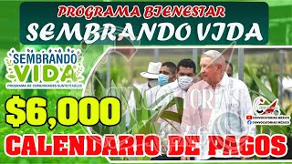 Sembrando Vida Atención Beneficiarios Ya inicio el Depósito Bancario ¡Consulta el Calendario [upl. by Ycrad444]