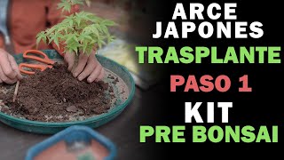 Arce Palmatum Trasplante  Kit Pre Bonsai  Paso 1 [upl. by Eide581]