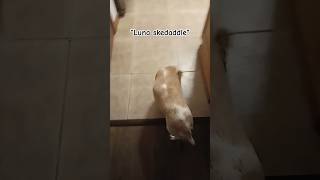 SKEDADDLE foryou relatable funny dog skedaddle blowup [upl. by Novy]