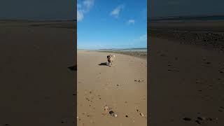 A LEONBERGER LOVES TO TALK AND HOWL dog leonberger funny [upl. by Rehctaht]