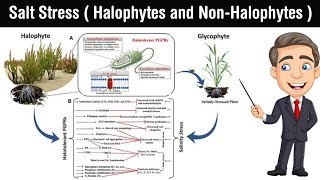 Salt Stress  halophytes and nonhalophytes  salinity of soil in Hindi [upl. by Viviane631]