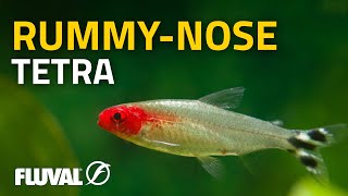 Species Spotlight  Rummynose Tetra [upl. by Aon]