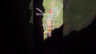 Ailanthus Webworm Moth Encounter [upl. by Ahearn693]