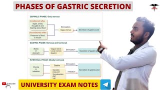 Phases Of Gastric secretion  Digestive system physiology [upl. by Nitneuq631]