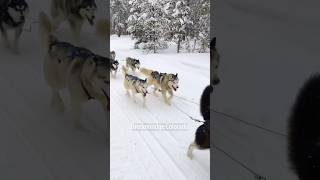 TOP Breckenridge Winter Activities⛷️Watch FULL video⬇️ breckenridge dogsledding snowmobile ski [upl. by Bloxberg]