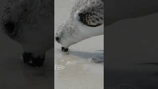 You Need to See This Shorebird Feeding in Slow Motion 👀 [upl. by Taka]