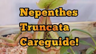 Nepenthes Truncata  General Care and Tips [upl. by Skurnik]