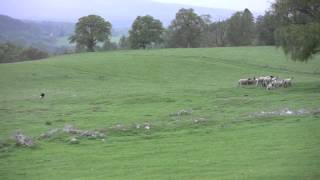 The Amazing Sheepdogs of Leault Farm [upl. by Megen]