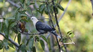 Banded Fruitdove HD [upl. by Golding964]