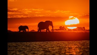 The Okavango Delta with Boone Safari 2025 [upl. by Mikes780]