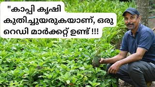 കാപ്പി കൃഷി ഇപ്പോൾ ലാഭകരമാണ്   Saplings Available chunkapuranursery Keezhanthoor Coffee [upl. by Kra247]