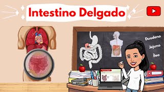 SISTEMA DIGESTÓRIO Intestino Delgado Duodeno Jejuno e Íleo [upl. by Magdalena]