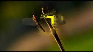 Nat Geo HD NL  Great Migrations Promo  March 2011 [upl. by Cowley979]