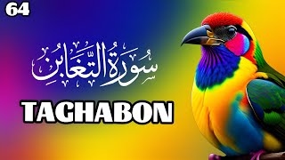 Surah TAGHABON full Beautiful Quran Recitation  tilawah amp flowers Yaseen Rehman Yasin Nature video [upl. by Button607]