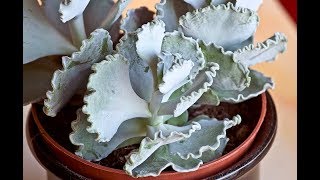 Cotyledon Undulata House Plant [upl. by Rexana264]