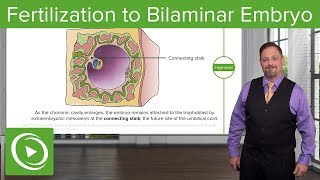 Fertilization to Bilaminar Embryo – Embryology  Lecturio [upl. by Desdemona442]