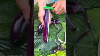 Fresh eggplant harvesting and peeling process [upl. by Kaylil]