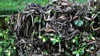 Snake Island  Snake Island Brazil  Snake Island video shorts [upl. by Esimorp759]