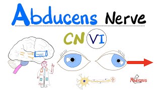 Abducens Nerve  Cranial Nerve 6 CN VI  Cavernous Sinus Syndrome Pseudotumor cerebri [upl. by Dunson]