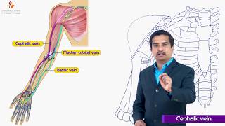 Cephalic vein  Gross anatomy of upperlimb medical animation  Dr G Bhanu Prakash [upl. by Gennaro]