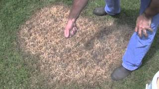 Quick overview of the Grass Stitcher lawn seeding tool [upl. by Narud]