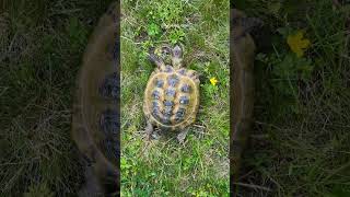 Yellow Turtle Glides Through in Stunning yellow colored turtle grass beautiful drag HA52760 [upl. by Derzon]