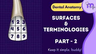 Surfaces And Terminologies of the teeth  2  Dental Anatomy  Animated Explanation [upl. by Sievert962]