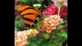 Wild Animal Park Butterfly Exhibit 2010 [upl. by Lucilla974]