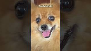 Stay safe dogs and cats stay safe pomeranian trump eatingthedogs [upl. by Airekat564]