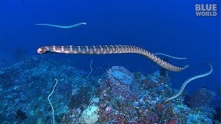 Sea Snake Island  JONATHAN BIRDS BLUE WORLD [upl. by Nawk]