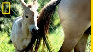 Endangered Horse Birth  National Geographic [upl. by Nosnarb]