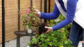 Jak przezimować pelargonie Jak przygotować pelargonie do zimy [upl. by Marybelle]