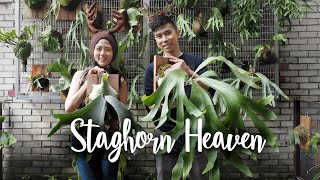 BIGGEST Platycerium Staghorn Wonderland amp Wall Tour  10 Platycerium Care Tips Kawanrusa [upl. by Luigino]