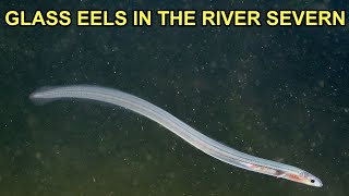 Glass Eels Elvers in the River Severn [upl. by Pylle]