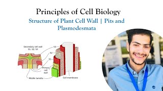 Lecture 3  The Structure of Plant Cell Wall  Pits and Plasmodesmata  Principles of Cell Biology [upl. by Recnal931]