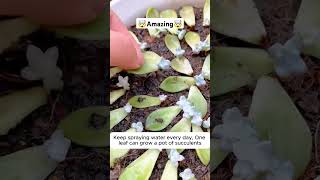 easy to propagate plantsshortsfeed gardning plants garden farming shorts short [upl. by Zitvaa]