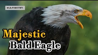 Bald Eagles A Conservation Success Story [upl. by Alister]