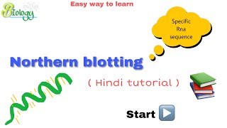 Northern blotting in hindi ll biology ll [upl. by Bautista]