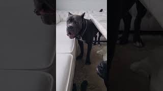 Целительные серенады от Кобы🤣🤣 canecorso canecorsolove канекорсо любовь собака умнаясобака [upl. by Rehpotsyrhc600]