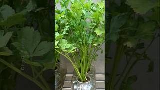 How to Grow Coriander at Home Using Plastic Bottles plants farming shorts [upl. by Ellehcrad]