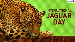 World Jaguar Day  International Jaguar Day 2023 [upl. by Eidnac]