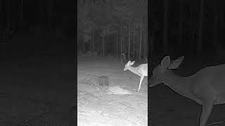 3 Whitetail Deer Playing Peekaboo With The Deer Feed Trail Camera deer whitetaildeer whitetail [upl. by Notfol]