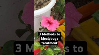 3 Methods to treat Mealybugs amp ants treatment mealybug organicgardening hibiscus shorts [upl. by Noell]