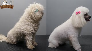 Poodle  Caniche peluquería canina Petgrooming [upl. by Rawdan]