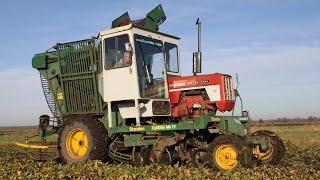 Standen Cyclone Mk4 sugar beet harvester  International IH 474 tractor  Classic machinery  DVD [upl. by Norreht875]