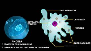 Structure of Amoeba [upl. by Proffitt]