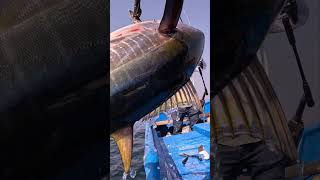 🔥Pesca de tunas Manzanillo Col a 12 de Noviembre del 2024😊🙏🏻🎣🇲🇽🔥 [upl. by Ahsimat]