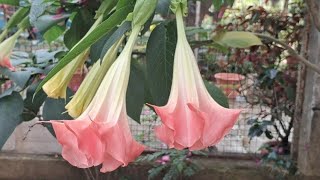 Mexican trumpet  Brugmansia suaveolens  Datura metel L  flower  ornamental  Rose [upl. by Annayehc413]