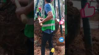 Tree transplanting  root pruning [upl. by Eislehc]