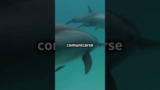 ¡Datos sorprendentes sobre los delfines curiosidades delfines [upl. by Nidraj156]